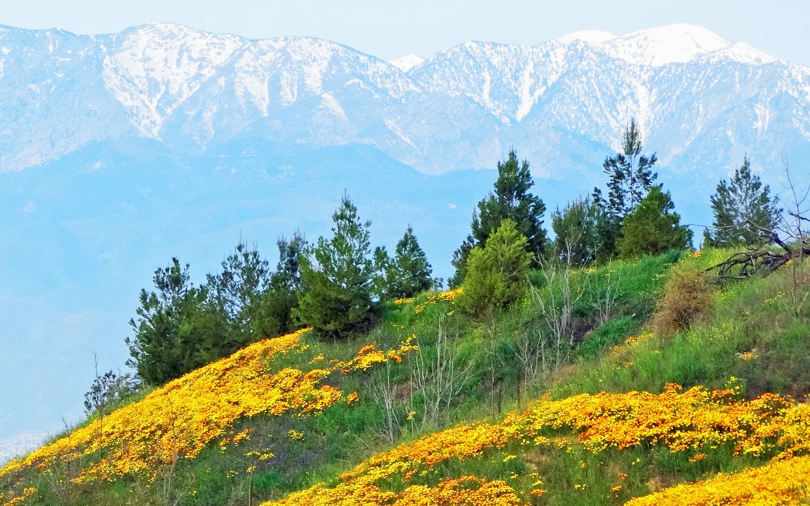 Spring wildflowers in foreground with snow-capped San Gabriel Mountains in distant background